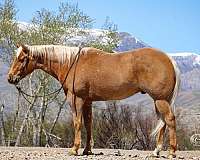 flashy-quarter-horse