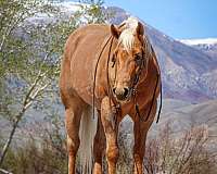 performance-quarter-horse