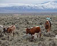 ranch-versatility-quarter-horse