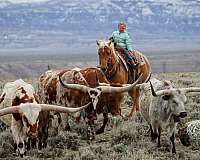 ranch-work-quarter-horse