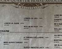 roping-quarter-horse