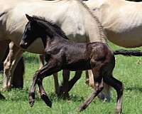 friesian-colt