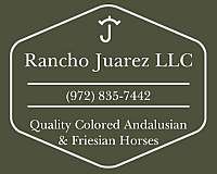 friesian-horse-for-sale