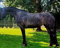 varnish-roan-spots-over-butt-horse