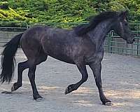 black-varnish-roan-spots-over-butt-horse