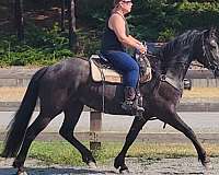 varnish-roan-spots-over-butt