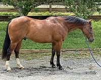 calf-roping-quarter-horse