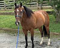 cutting-quarter-horse