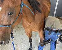 heading-quarter-horse