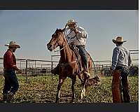 penning-quarter-horse