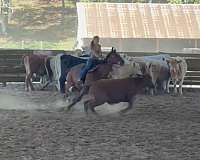 anyone-quarter-horse