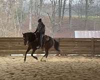 around-quarter-horse