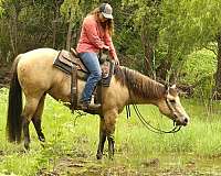 athletic-quarter-horse