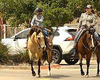 beginner-quarter-horse