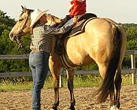 husband-safe-quarter-horse
