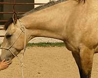 kid-safe-quarter-horse