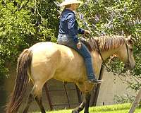 performance-quarter-horse