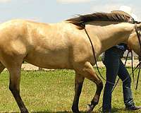 ranch-quarter-horse