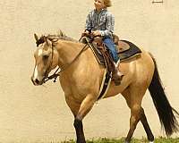 ranch-versatility-quarter-horse