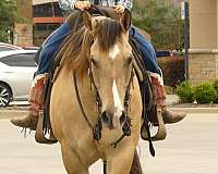 ranch-work-quarter-horse