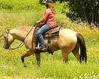 reining-quarter-horse