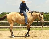 ridden-western-quarter-horse