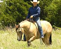 show-experience-quarter-horse