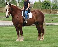 beginner-belgian-horse