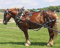 english-pleasure-belgian-horse