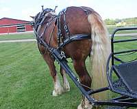husband-safe-belgian-horse