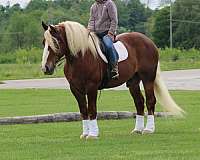 mounted-patrol-belgian-horse