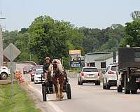 parade-belgian-horse