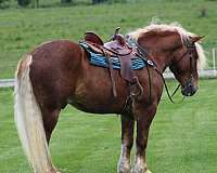 pleasure-driving-belgian-horse