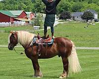 trail-belgian-horse