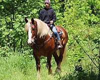 trail-riding-belgian-horse