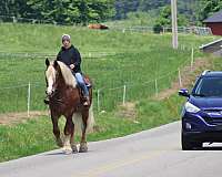 western-pleasure-belgian-horse