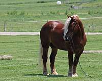 athletic-belgian-horse