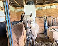 coming-yearling-rocky-mountain-horse