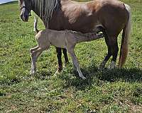 curious-rocky-mountain-horse