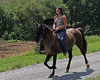 friends-rocky-mountain-horse