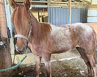 adults-rocky-mountain-horse