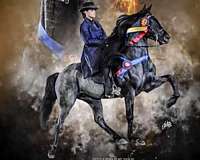 all-around-type-rocky-mountain-horse