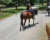 all-around-type-of-guy-rocky-mountain-horse