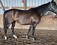 bay-4-white-socks-star-snip-horse