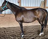 4-white-socks-star-snip-horse