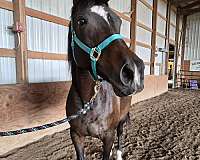 affordable-thoroughbred-horse