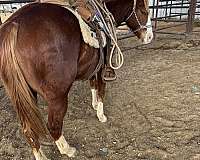 sorrel-blaze-four-white-feet-horse