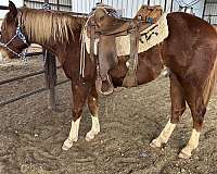 all-around-quarter-horse