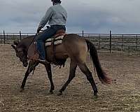 barrel-quarter-horse