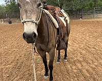 athletic-quarter-horse